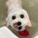 그루밍 멈머 | 소형견 대형견 댕댕이들,스포팅,가위컷,얼굴컷,그루밍,애견스파도 받고 머드 배스,팩으로 더 건강하개!