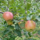 손가네농장 이미지