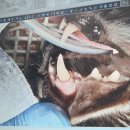 해운대 24시 동물의료원 | 덕양구 화정동 고양이 병원 일산 24시 탑케어 동물의료원 고양이 발치 수술 후기