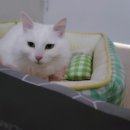 맛있개 먹었냥 이미지