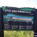 코스모스 | 2025 창릉천 코스모스 축제 다녀온 후기