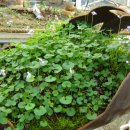 넝쿨농장 이미지