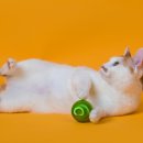 나만 없어 고양이 이미지