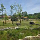 더썬컴퍼니 | 전주 아이와 가볼만한곳 추천! 20개월 아기와 다녀온 전주동물원 솔직후기(사자,호랑이,얼룩말)