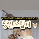냥만스럽개 이미지