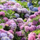 수국정원 이미지