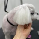 럽독 이미지