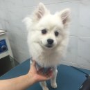 24시청주i동물병원 이미지