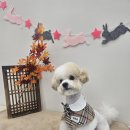 아모르 펫 살롱 이미지