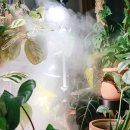 Plants Series No.10_녹색 겨울