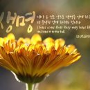 삼십칠점이도
