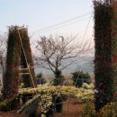 진도군 농업기술센터 국화축제 이미지