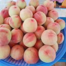 용천농원 이미지