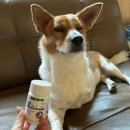 에이알메디칼 | [이벤트후기] 시그니처바이 ‘지아이캄’ 2주 급여 후기 (+특징/급여영상/디에이알파랑차이점/솔직후기)