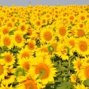 고대행정사사무소 이미지