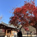 농월정 | 함양 농월정 오토캠핑장 24번 사이트 가을단풍 리뷰 ! 내돈내산 솔직 후기