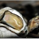 거제도 굴구이 이미지