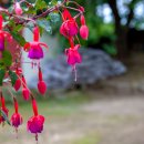 후크시아(Fuchsia) 이미지
