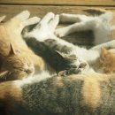 김밥이야기 이미지