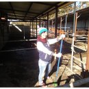 굴레목장 이미지