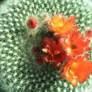 바람향기 이미지