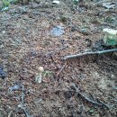 숲속의 요정, 버섯 이야기(1.18.월. 내가 만나 본 버섯들)... 이미지