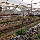 춘남농장 이미지