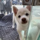 부산강아지분양 마이뭉 24시 이미지