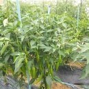 서농초등학교 이미지