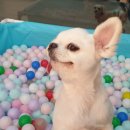 호텔스컴도그 화명점 이미지