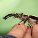 등화주유소 이미지