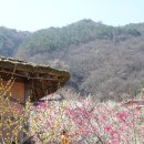 3월 봄꽃축제 소개 이미지
