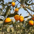 소봉 농장 이미지