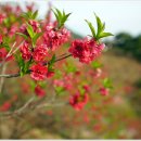 4월14일 금산 보곡산골산 벚꽃 및 홍도화 축제(#5) 이미지