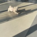 꽃피는견생 인천애견유치원 이미지