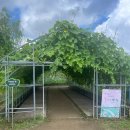 시흥시농업기술센터 | 시흥 연꽃테마파크 관곡지 주차 볼거리 카페 가볼만한곳 아이랑