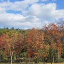 신나무실 신성 신안·쌍용·진흥 이미지