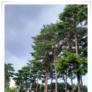 시청 소나무 이미지