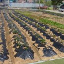 상일농장 이미지