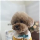 아지묭실 이미지