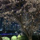 인천 청라 행사구경｜'진주유등 특별전' 후기
