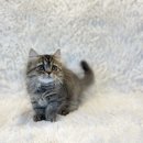 심쿵냥 고양이분양 이미지