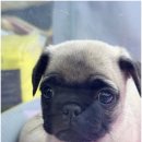 베베-멍 이미지