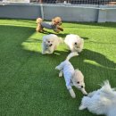 중원유치원 이미지