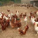 양계장농장 이미지