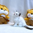 분당고양이분양 나비캣 | 평택고양이분양 알아보니 여기가 최고였어요