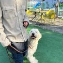 도그파크랜드 선택 전 볼 핵심 정보와 예약 조건