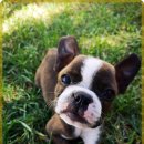 포인트동물의료센터 이미지