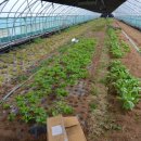 고인돌 쌈밥 이미지