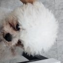 독크루 첨단점 이미지